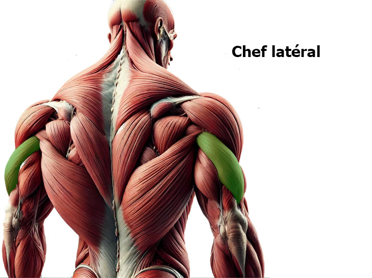 Chef Latéral du Triceps