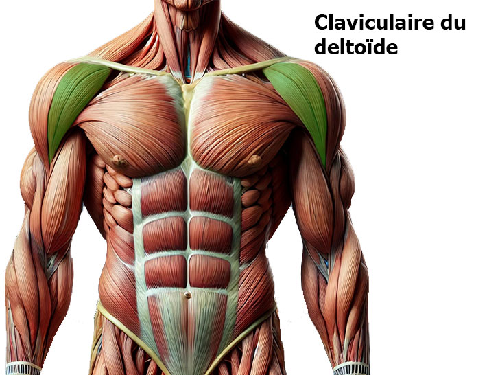 Claviculaire du Deltoïde